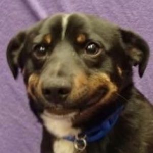 Meet your Posher, Abigail